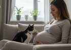 Hamilelikte Evde Kedi Beslemek Gerçekten Tehlikeli Mi?